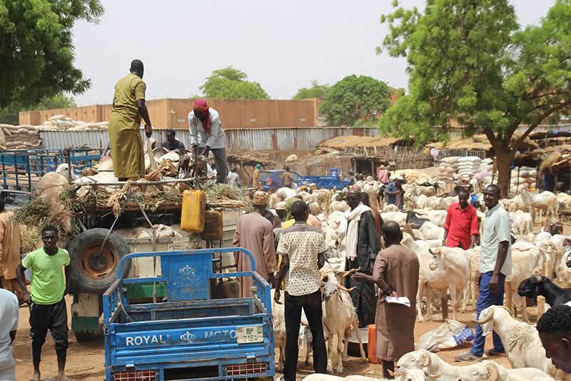 Le Burkina Faso suspend les exportations de bétail pour approvisionner le marché local