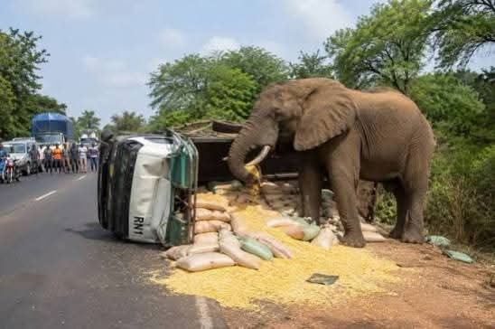 Burkina Faso : des éléphants signalés sur plusieurs routes, le gouvernement appelle à la prudence